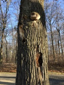 Foto: Kranker Baum (Eiche) 