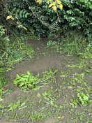 Foto: KGA Heckenrosenstraße 31/Gullieabfluss defekt 
