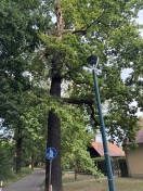 Foto: Angebrochener Ast 