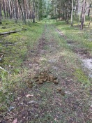 Foto: Pferdehaufen 