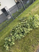 Foto: Abgebrochene Äste  