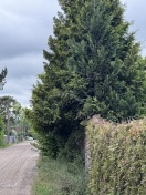 Foto: Wildwuchs vom Grundstück in die Fahrbahn 
