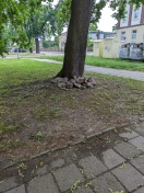 Foto: Steine beim Baum 