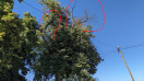Foto: Straßenbaum mit Trockenen Ästern 