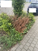 Foto: Wilde Deponie 