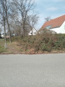 Foto: Brombeersträucher wächsen immer weiter 