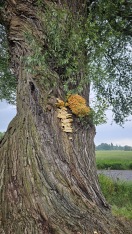 Foto: Baumpilz 