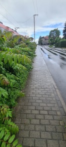 Foto: Gehweg zugewachsen 
