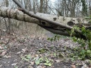 Foto: Baum versperrt Rad- und Fußweg 