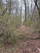 Foto: Baum blockiert weg 