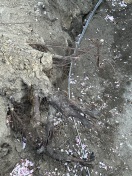 Foto: Baum am Trafohaus beschädigt  