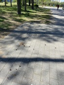 Foto: Gehwegreinigung 
