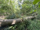 Foto: Baumstamm blockiert Naturpfad/weg 