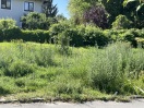 Foto: Blumenwiese nur noch Unkraut 