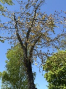 Foto: kranker Baum 