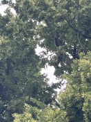 Foto: Lose Äste 